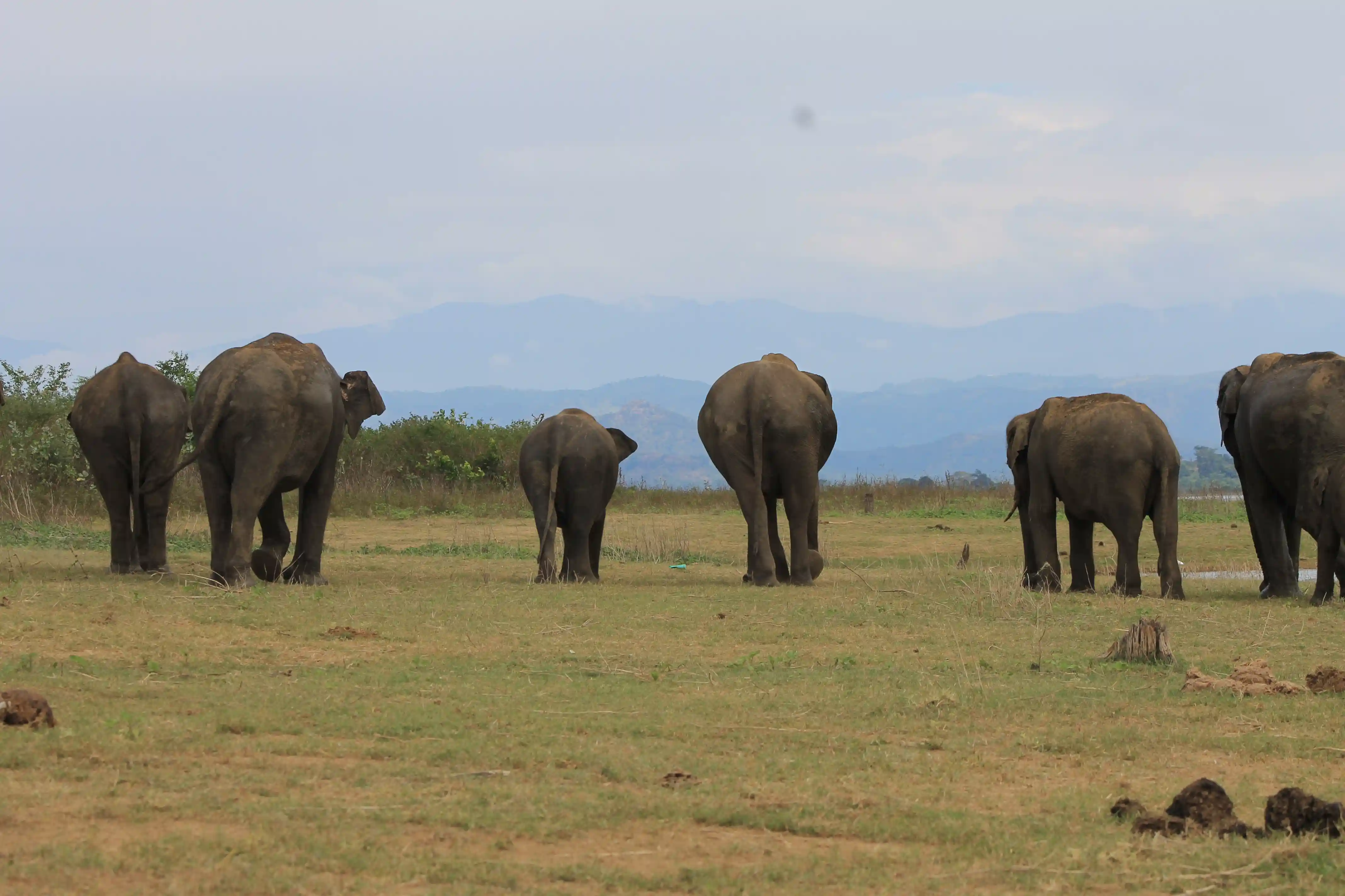 Sandamali's herd experiencing the freedom of the real wild.